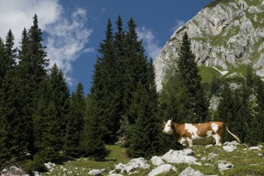 Julian Alps