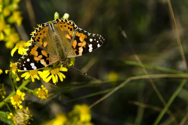 Bvanessa cardui