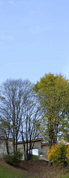 stock image Two trees, two seasons