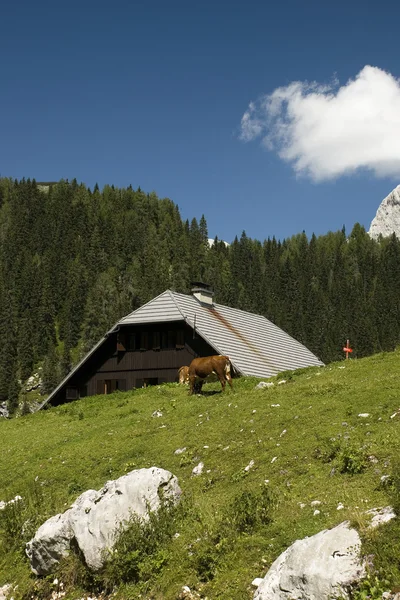 Mountain village in Slovenia — Stock Photo, Image