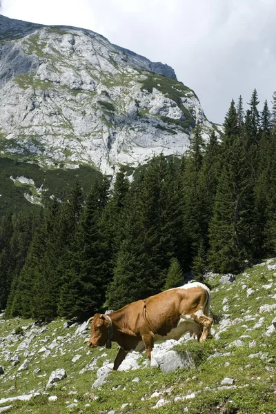 Julské Alpy — Stock fotografie
