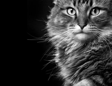 Maine Coon