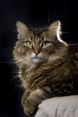 Maine Coon cat on black background clipart