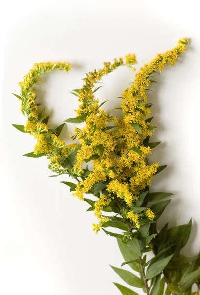 stock image Goldenrod