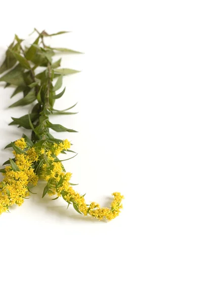 stock image Goldenrod