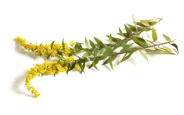 stock image Goldenrod