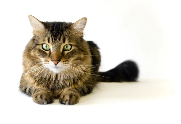 Maine Coon cat on white background — Stock Photo, Image