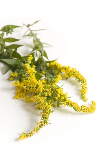 stock image Goldenrod