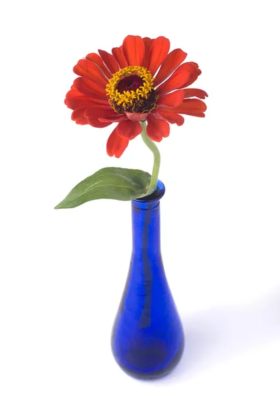 Red zinnia in blue vase — Stock Photo, Image
