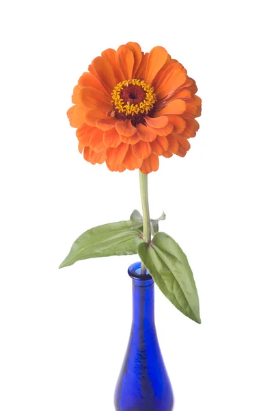 Orange zinnia in blue vase — Stock Photo, Image
