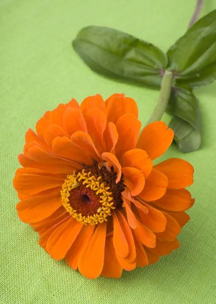 Orange Zinnia — Stock Photo, Image