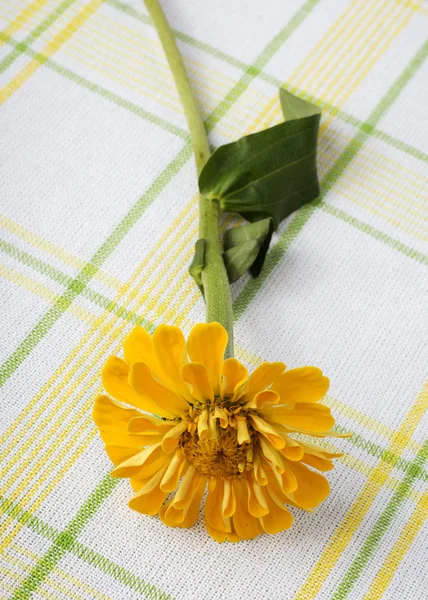 Κίτρινο zinnia — Φωτογραφία Αρχείου