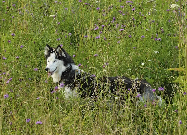 Il siberiano Husky — Foto Stock