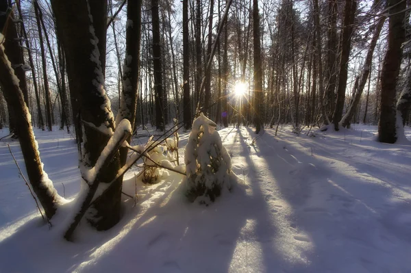 Russian forest. All Seasons — Stock Photo, Image