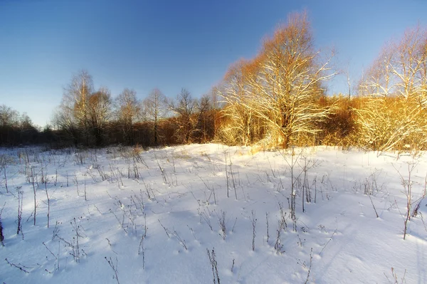 ロシアの森林。すべての季節 — ストック写真