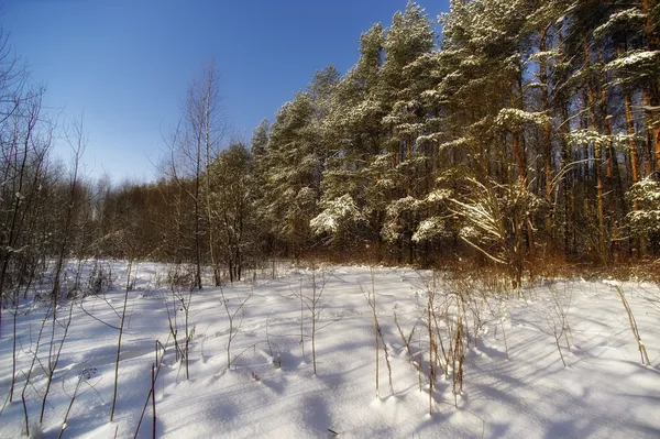 Ryska skog. alla årstider — Stockfoto