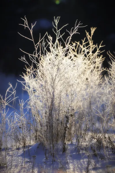 Ryska skog. alla årstider — Stockfoto