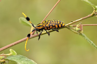 böcek makro, laos