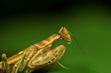 böcek makro, laos