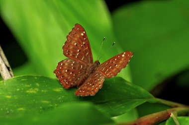 böcek makro, laos