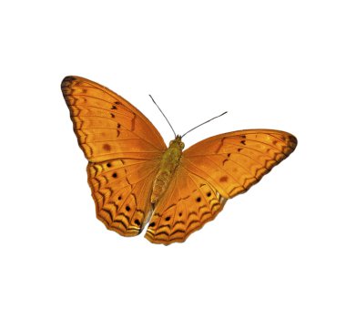 Butterfly Common Yeoman clipart