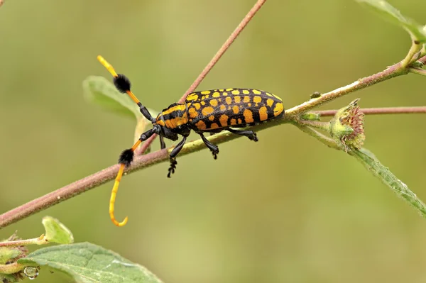 Böcek makro, laos — Stok fotoğraf
