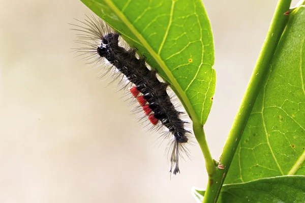 Εντόμων μακροεντολή, Λάος — Φωτογραφία Αρχείου