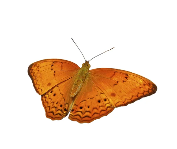 Mariposa Común Yeoman —  Fotos de Stock