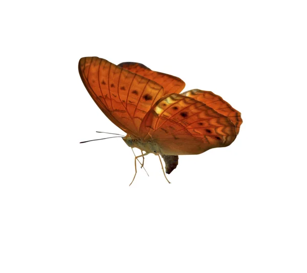 Mariposa Común Yeoman —  Fotos de Stock