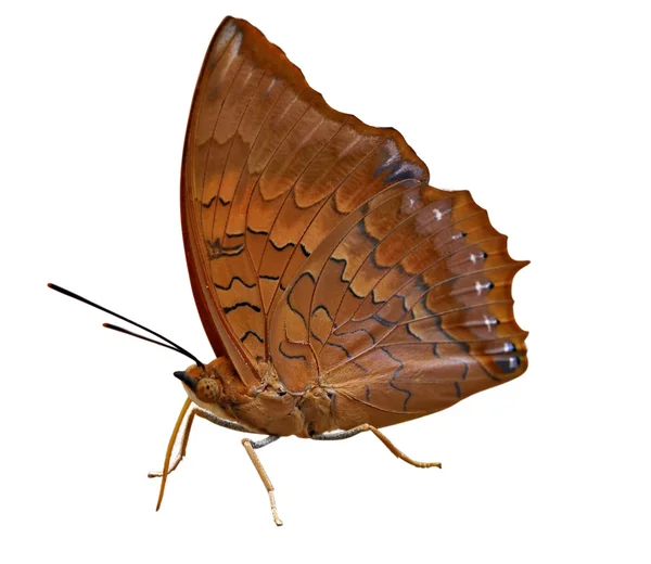 Motyl sawannowy rajah — Zdjęcie stockowe