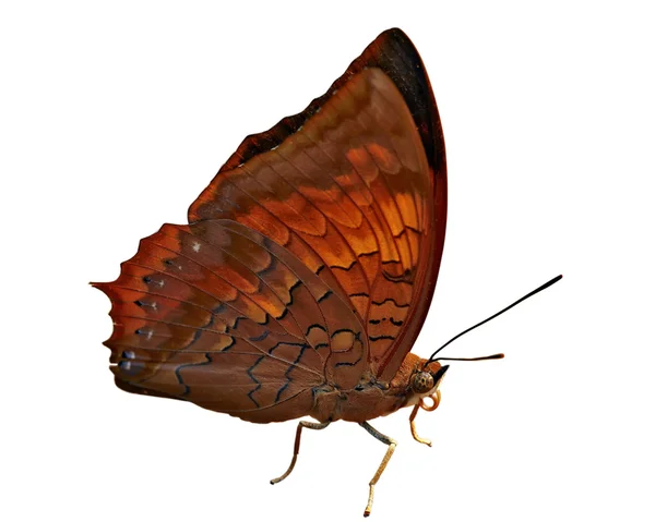 Butterfly Tawny Rajah (Laos) — Stock Photo, Image