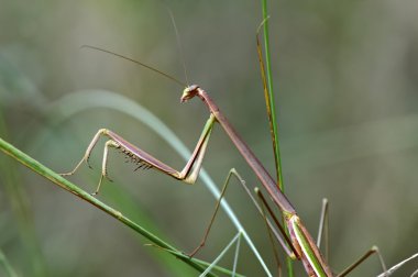 böcek makro, laos