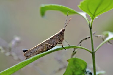 böcek makro, laos