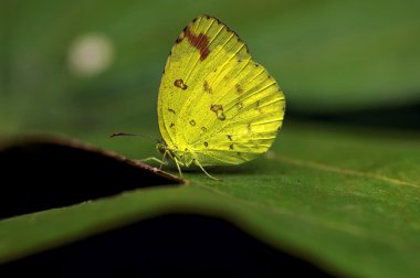 böcek makro, laos