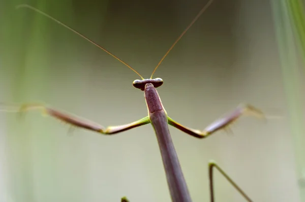 곤충 매크로, 라오스 — 스톡 사진
