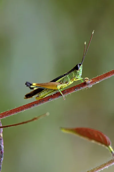 ラオス昆虫マクロ — ストック写真