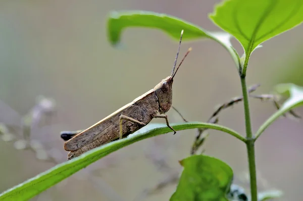 Insekt makro, laos — Stockfoto