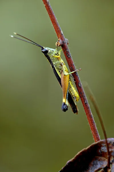 Insektenmakro, laos — Stockfoto