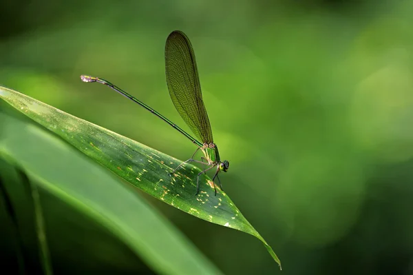 Insecto macro, Laos —  Fotos de Stock