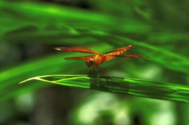 böcek makro, laos