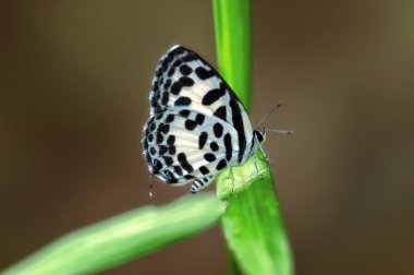 böcek makro, laos