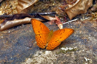 böcek makro, laos