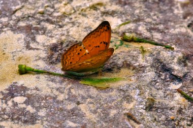 böcek makro, laos