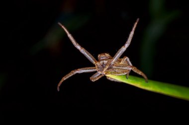 böcek makro