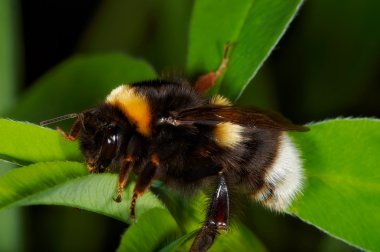 böcek makro