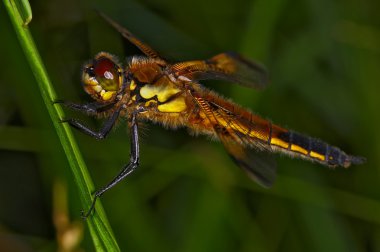 böcek makro