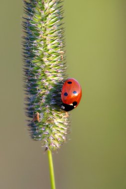 böcek makro