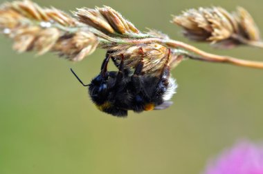 böcek makro