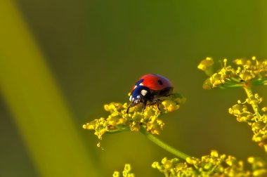 böcek makro