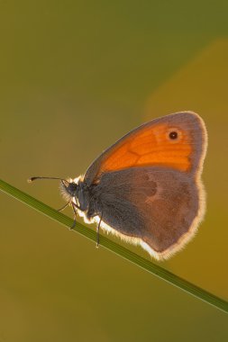 böcek makro, kelebek